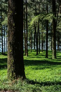 Trees in forest