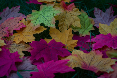 Close-up of maple leaves