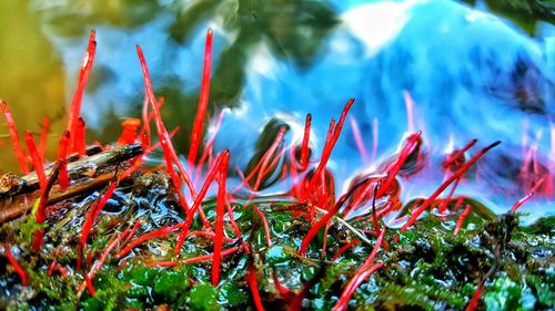 Close-up of plants