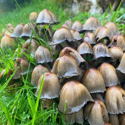 Close-up of mushrooms growing on field