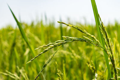 Close-up shot of a crop with blurred background