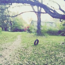 Trees on grassy field