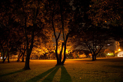 Trees in park