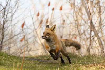 Portrait of fox standing on field