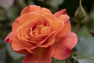 Close up of a beautiful flower in the garden at spring time