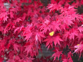 Close-up of red maple leaves