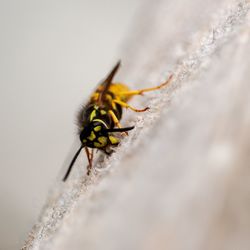 Macro shot of bee on leaf