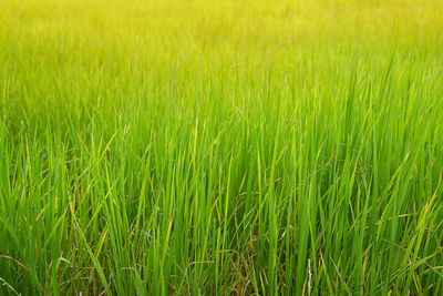 Full frame shot of corn field