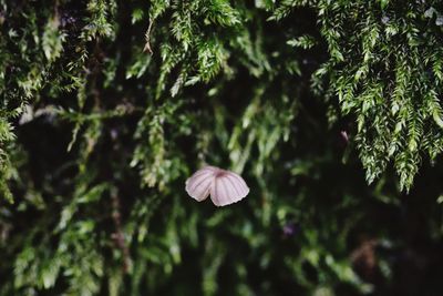 Close-up of mushroom growing on tree