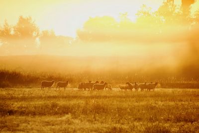 Sheeps in a field