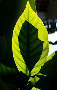 Close-up of plant leaves