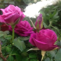 Close-up of pink flowers blooming outdoors