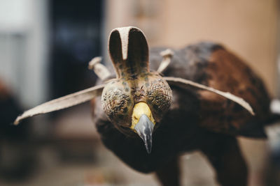 Close-up of hooded eagle