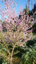 Close-up of pink cherry blossoms in spring