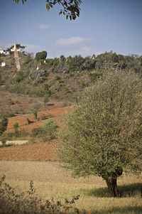 Trees growing on field