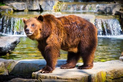 Bear standing on rock by river