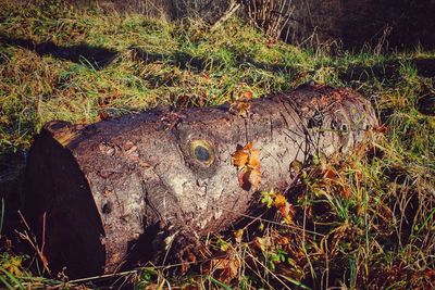 High angle view of grass on field in forest