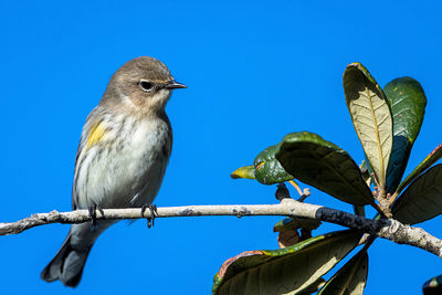 Low angle view of bird perching on branch against blue sky