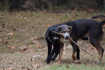 Dogs fighting on field