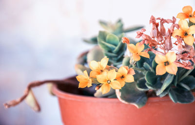 Close-up of flowers blooming