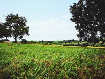 Scenic view of field against sky