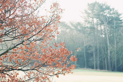 Cherry blossoms in spring