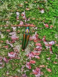 Flower plants on field