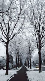 Trees in winter