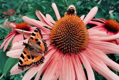 Close-up of butterfly pollinating on pink flower