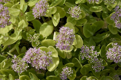 Close-up of purple flowering plants