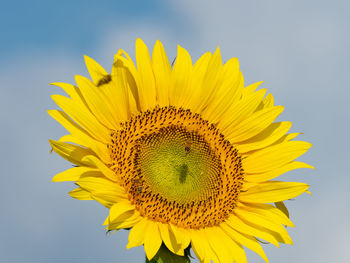 Close-up of sunflower against sky