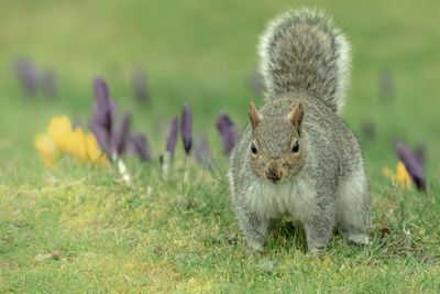 Squirrel on field