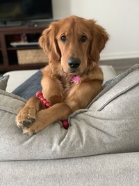 Portrait of dog relaxing at home