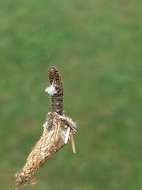 Close-up of dry leaf on twig