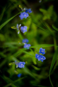 Close-up of purple flowering plants