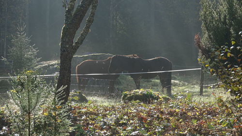 Horses standing on field