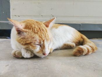 Cat sleeping on footpath