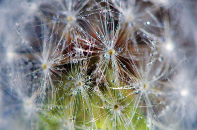 Close-up of spider on web