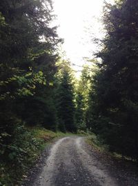 Road amidst trees in forest against sky