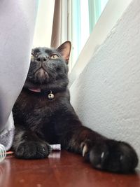 Cat sitting on table at home