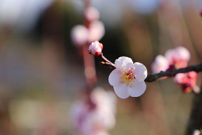 Close-up of japanese apricot blossoms.