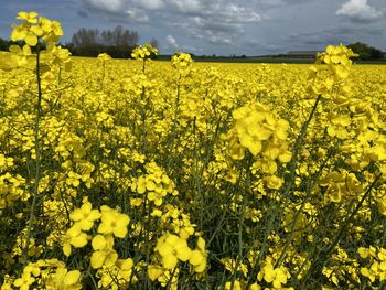 Scenic view of oilseed rape field