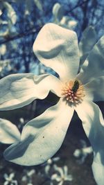 Close-up of white flowering plant