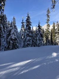 Snow covered pine trees against sky