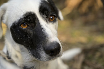 Close-up portrait of dog