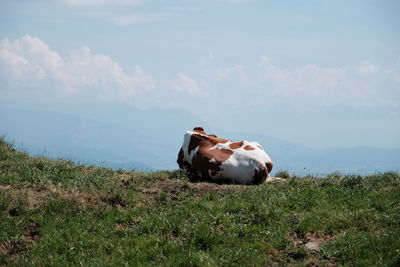 Cow in a field