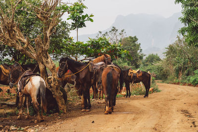 Horses standing in ranch