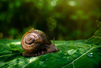 Close-up of snail on leaf