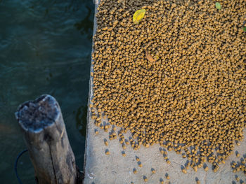 High angle view of food on pier over lake