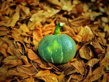 Close-up of pumpkin on dry leaves